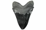 Serrated, Fossil Megalodon Tooth - South Carolina #289346-2